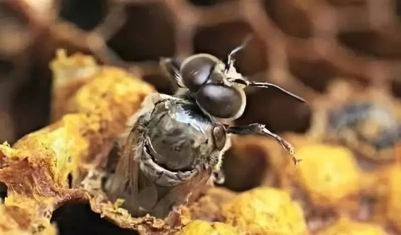 蜂王交尾失敗怎么辦(蜂王交尾失敗怎樣及時補救) 蜂王交尾失敗怎么辦(蜂王交尾失敗怎樣及時補救)