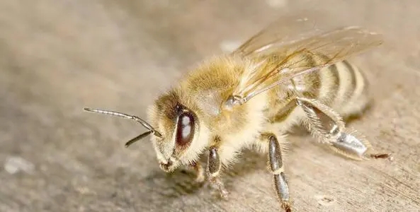 東北黑蜂的缺點是什么(東北黑蜂事中蜂還是意蜂) 東北黑蜂的缺點是什么