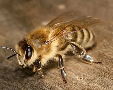 東北黑蜂的缺點是什么(東北黑蜂事中蜂還是意蜂) 東北黑蜂的缺點是什么