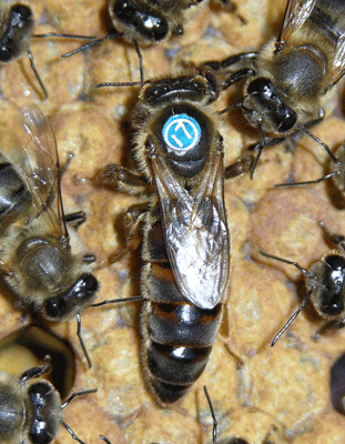 高加索蜂和中蜂哪個大(高加索蜜蜂(高蜂)簡介) 高加索蜂和中蜂哪個大(高加索蜜蜂(高蜂)簡介)