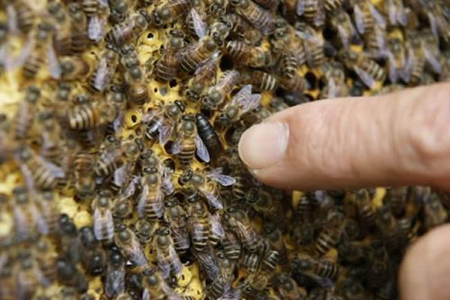 第一個蜂王怎么產生的 第一個蜂王怎么產生的