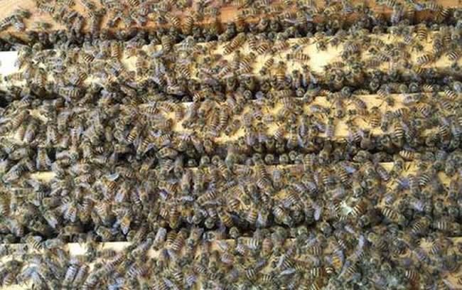 養(yǎng)蜂人怎樣培育種用雄蜂? 怎樣培育雄蜂