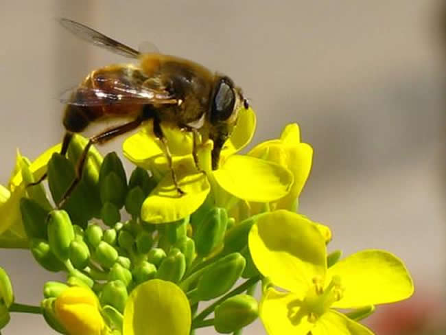 馬蜂和蜜蜂的區別