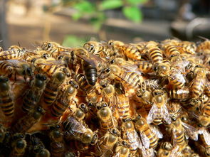 北方中蜂(北方中蜂品種) 北方中蜂(北方中蜂品種)