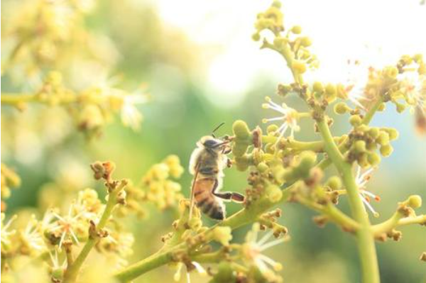 養蜂怎樣防止蜂王逃跑(最有效的控制蜂王逃跑方法) 養蜂怎樣防止蜂王逃跑(最有效的控制蜂王逃跑方法)