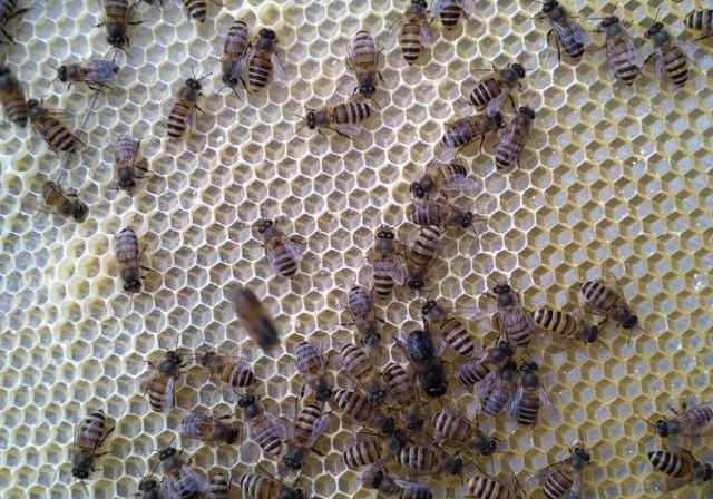 蜂群很強可以分蜂不(蜜蜂怎樣分蜂怎樣分群) 蜂群很強可以分蜂不(蜜蜂怎樣分蜂怎樣分群)