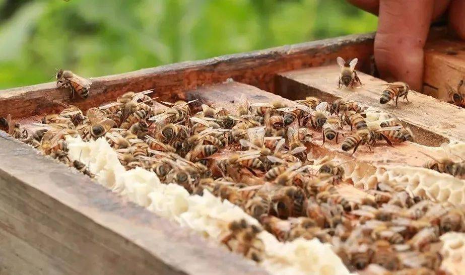 蜂群很強可以分蜂不(蜜蜂怎樣分蜂怎樣分群) 蜂群很強可以分蜂不(蜜蜂怎樣分蜂怎樣分群)