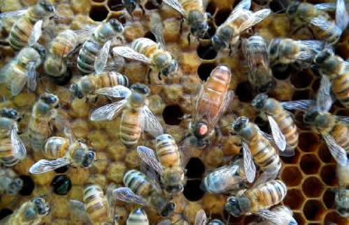 殺死蜂王蜜蜂會怎么樣?(其他蜜蜂怎么辦?會報仇嗎?) 殺死蜂王蜜蜂會怎么樣?(其他蜜蜂怎么辦?會報仇嗎?)