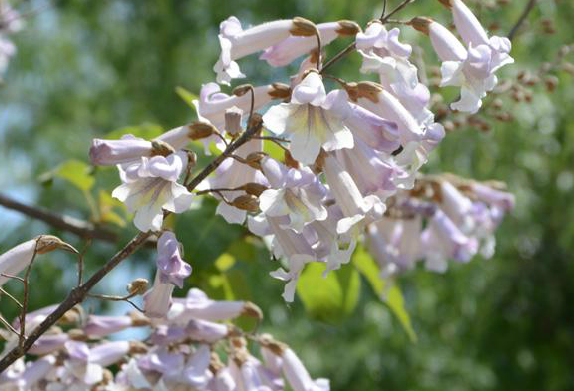 泡桐的拼音讀和組詞(泡桐拼音的正確讀法) 泡桐的拼音讀和組詞(泡桐拼音的正確讀法)