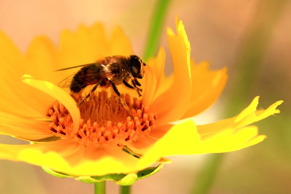蜜蜂的常見病和防治(蜜蜂容易得什么病) 蜜蜂的常見病和防治(蜜蜂容易得什么病)