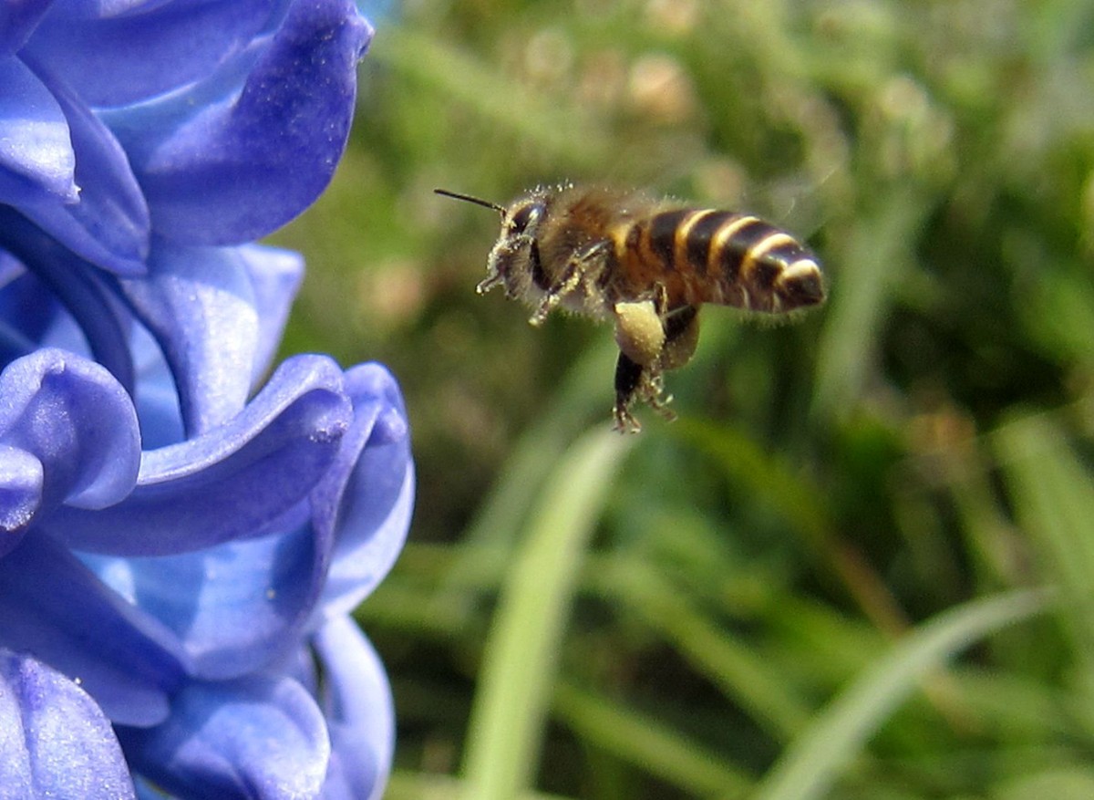 一箱蜂一冬天能喂多少糖（一箱蜜蜂過(guò)冬得多少斤白糖）