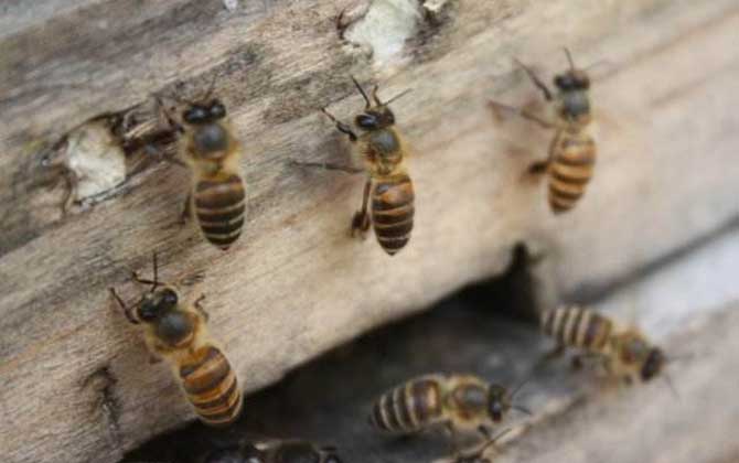 阿壩中蜂優(yōu)奌和缺奌（阿壩中蜂有哪些優(yōu)點和缺點）