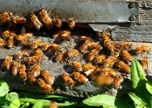 養蜜蜂需要投資多少錢？