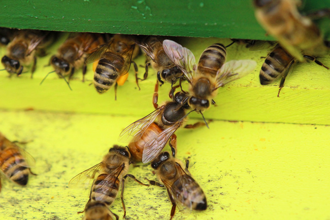 蜂王出逃剪翅對蜂王有影響嗎(蜂王剪了翅膀蜜蜂還會逃嗎) 蜂王出逃剪翅對蜂王有影響嗎(蜂王剪了翅膀蜜蜂還會逃嗎)