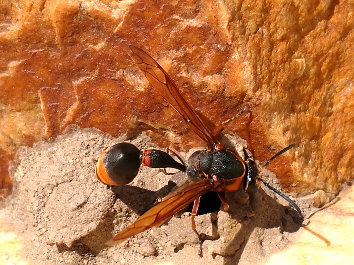 馬蜂有幾根毒針(馬蜂毒針會滯留體內(nèi)嗎) 馬蜂有幾根毒針(馬蜂毒針會滯留體內(nèi)嗎)