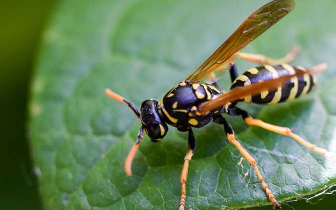 牛角蜂和中國大虎頭蜂的區(qū)別(牛角蜂和大虎頭蜂的對比) 牛角蜂和中國大虎頭蜂的區(qū)別(牛角蜂和大虎頭蜂的對比)
