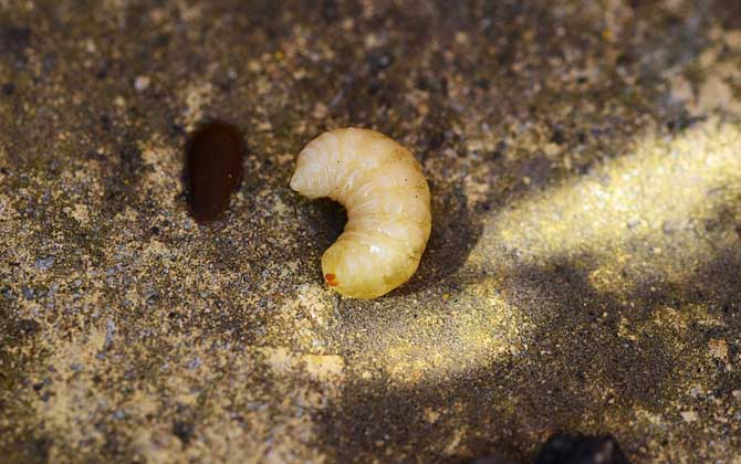 蜂王胎不適合哪些人喝(蜂王胎的作用與功效及禁忌人群) 蜂王胎不適合哪些人喝(蜂王胎的作用與功效及禁忌人群)