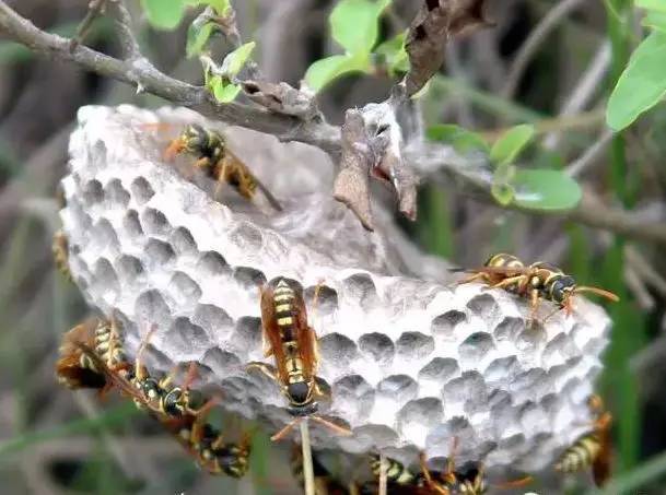 馬蜂和黃蜂的區別圖片（胡蜂、馬蜂和黃蜂，到底有什么區別）