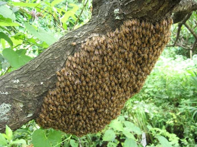 家養蜜蜂冬季怎么保暖？