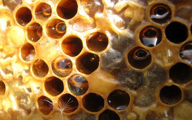 養蜂人怎么打造蜂蜜品牌（怎么做好品牌）