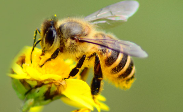 為什么阿壩中蜂抗寒(中華蜜蜂耐低溫習性有新發現) 為什么阿壩中蜂抗寒(中華蜜蜂耐低溫習性有新發現)