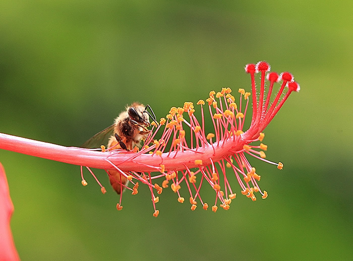 蜂王不產卵是什么原因？