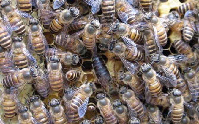 阿壩王是中蜂嗎(阿壩蜂王和中蜂蜂王有什么區別) 阿壩王是中蜂嗎(阿壩蜂王和中蜂蜂王有什么區別)