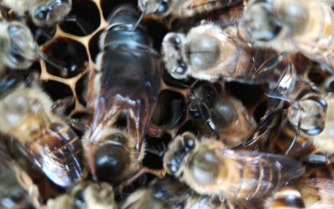 阿壩王是中蜂嗎(阿壩蜂王和中蜂蜂王有什么區別) 阿壩王是中蜂嗎(阿壩蜂王和中蜂蜂王有什么區別)