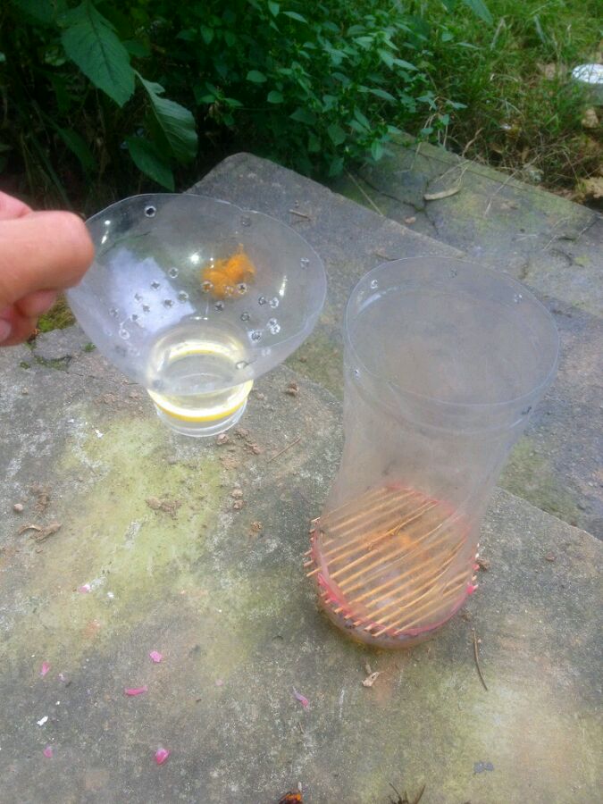 中國大虎頭蜂怎么誘捕(捕捉虎頭蜂的步驟) 中國大虎頭蜂怎么誘捕(捕捉虎頭蜂的步驟)
