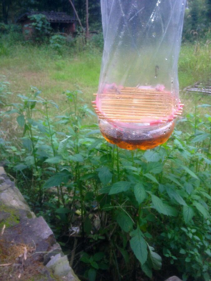 中國大虎頭蜂怎么誘捕(捕捉虎頭蜂的步驟) 中國大虎頭蜂怎么誘捕(捕捉虎頭蜂的步驟)