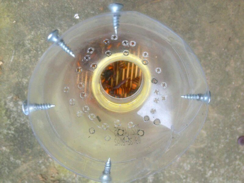 中國大虎頭蜂怎么誘捕(捕捉虎頭蜂的步驟) 中國大虎頭蜂怎么誘捕(捕捉虎頭蜂的步驟)