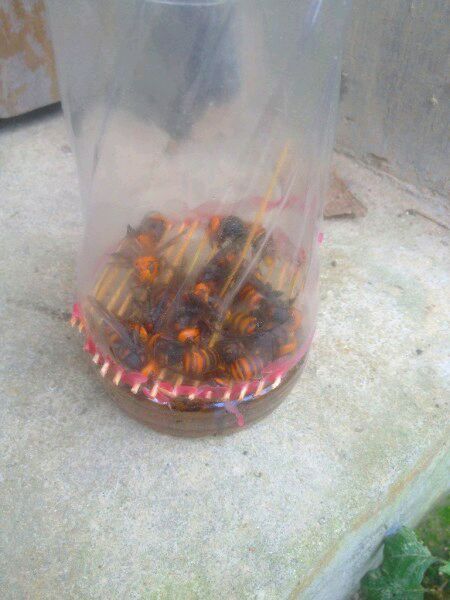 中國大虎頭蜂怎么誘捕(捕捉虎頭蜂的步驟) 中國大虎頭蜂怎么誘捕(捕捉虎頭蜂的步驟)