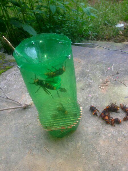 中國大虎頭蜂怎么誘捕(捕捉虎頭蜂的步驟) 中國大虎頭蜂怎么誘捕(捕捉虎頭蜂的步驟)