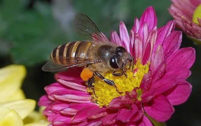 蜜蜂自然分蜂一般飛多遠? 自然分蜂