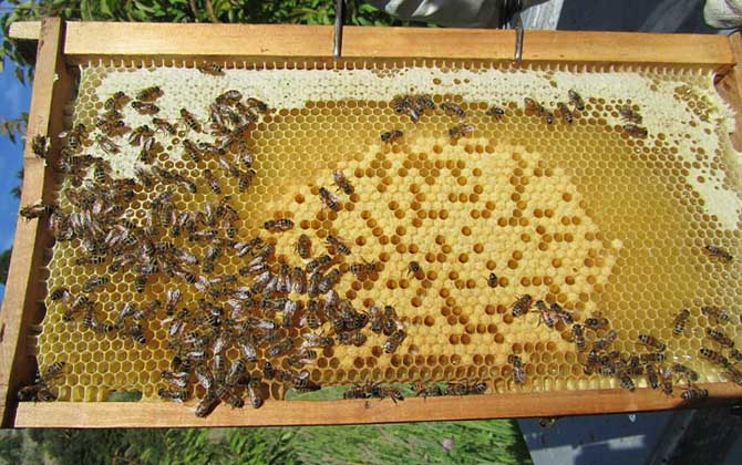 一脾松丹一號(hào)意蜂快速繁殖方法（意蜂一脾速繁法及注意事項(xiàng)）