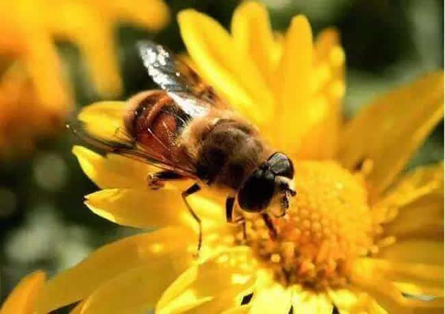 蜜蜂的優點有哪些 蜜蜂的優點有哪些