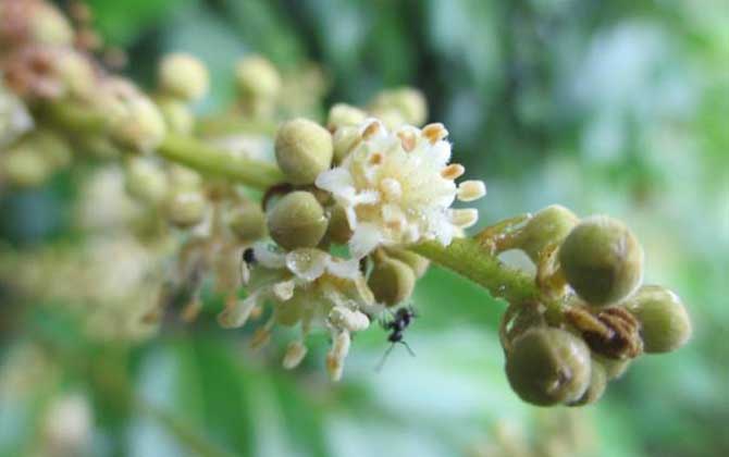 龍眼樹的流蜜期（龍眼流蜜期是多久）