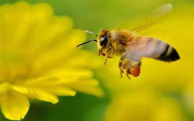 100畝花需要多少箱蜜蜂 100畝花需要多少箱蜜蜂