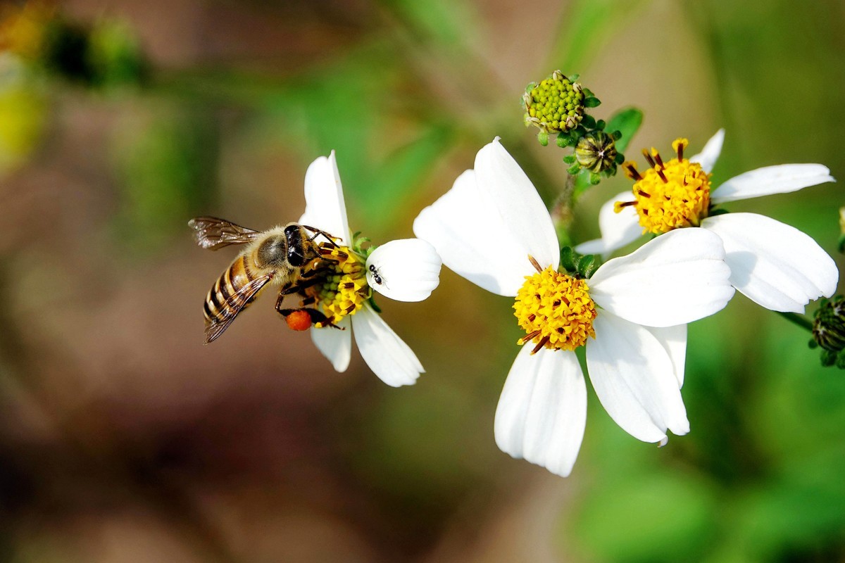工蜂和蜂王是什么關(guān)系(蜂蜜中的蜂王和工蜂分別是什么) 工蜂和蜂王是什么關(guān)系(蜂蜜中的蜂王和工蜂分別是什么)