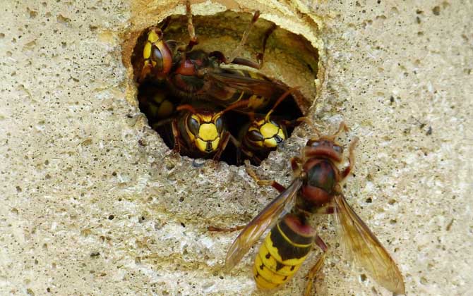 馬蜂飛進家里預兆是什么(馬蜂入宅預兆著什么) 馬蜂飛進家里預兆是什么(馬蜂入宅預兆著什么)