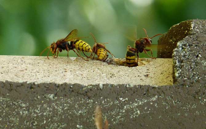 馬蜂飛進家里預兆是什么(馬蜂入宅預兆著什么) 馬蜂飛進家里預兆是什么(馬蜂入宅預兆著什么)