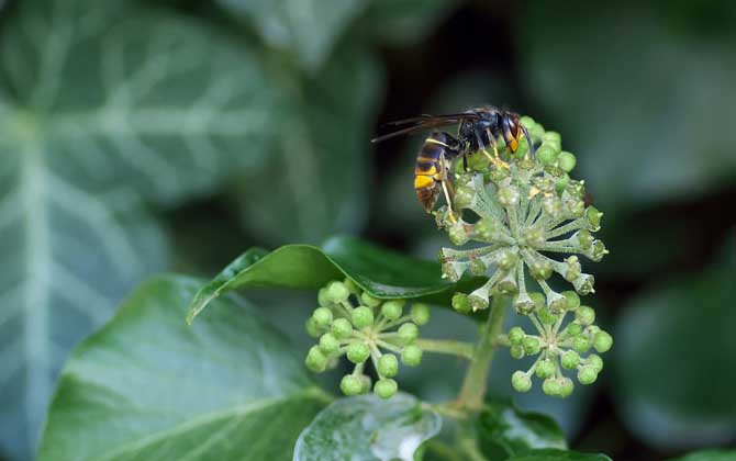 馬蜂飛進家里預兆是什么(馬蜂入宅預兆著什么) 馬蜂飛進家里預兆是什么(馬蜂入宅預兆著什么)