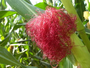 黑龍江蜜源植物介紹（黑龍江省有哪些蜜源植物）