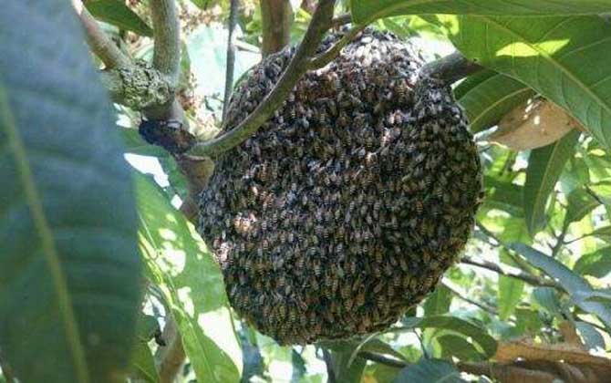 新疆黑蜂有毒嗎(黑色的蜜蜂有毒嗎) 新疆黑蜂有毒嗎(黑色的蜜蜂有毒嗎)