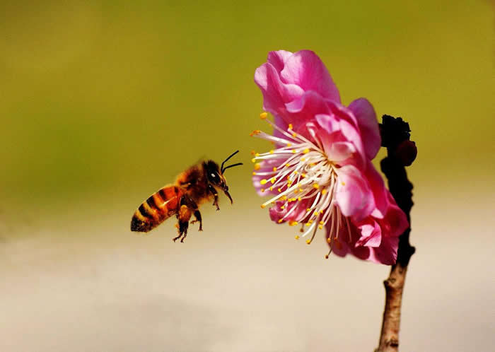【蜜蜂知識】意大利蜂最怕什么? 意大利蜂最怕什么?