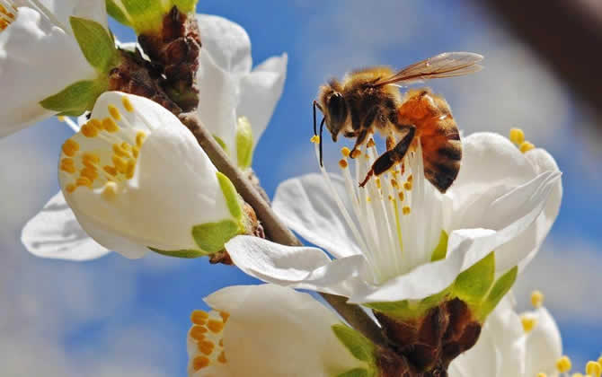 阿壩中蜂 阿壩中蜂