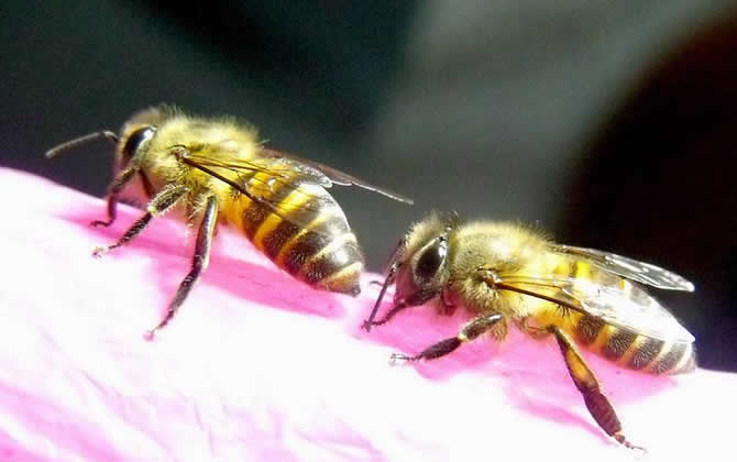 夢見蜜蜂是什么預兆? 夢見蜜蜂