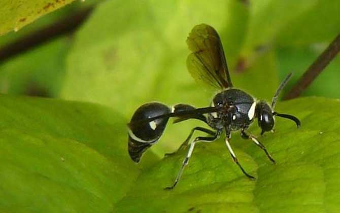 細腰蜂 細腰蜂