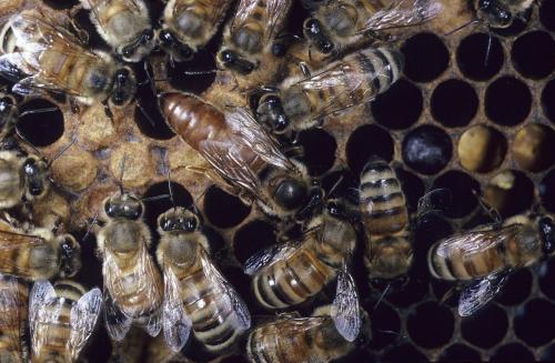 如何選擇優(yōu)質(zhì)蜂王(優(yōu)質(zhì)蜂王選擇的四要素) 如何選擇優(yōu)質(zhì)蜂王(優(yōu)質(zhì)蜂王選擇的四要素)