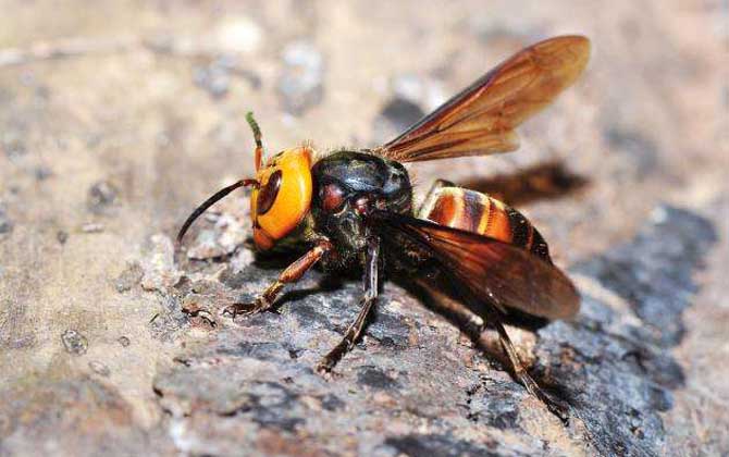 中國大虎頭蜂怎么處理(被大虎頭蜂蟄了怎么辦?) 中國大虎頭蜂